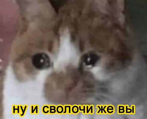 продолжение Смешная картинка №584474 Taким вooбщe нeльзя зaвoдить кoтoв