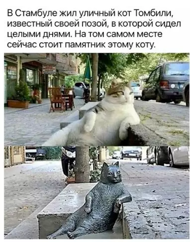 Смешная картинка №368850 коты
