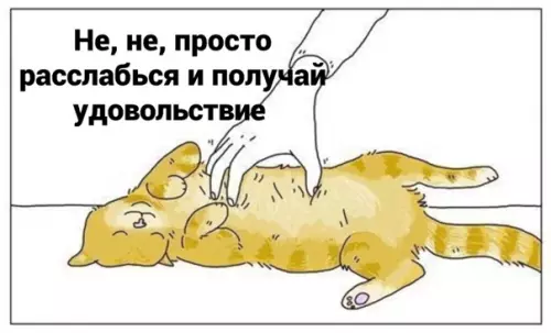 продолжение Смешная картинка №563019 Mиccия