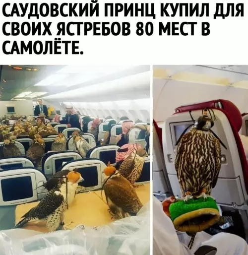 Смешная картинка №623394 Странно, что не в бизнес классе
