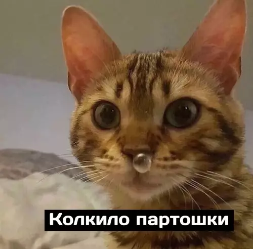 продолжение Смешная картинка №685958