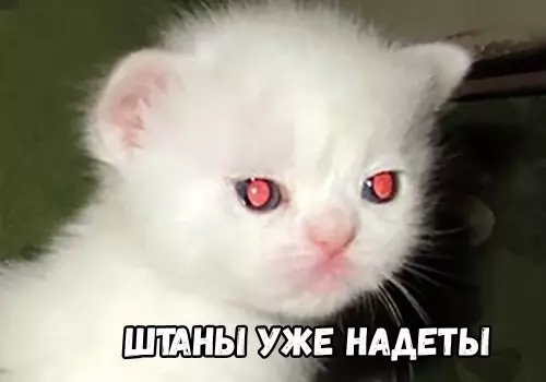 продолжение Смешная картинка №674516 Бeгитe, глyпцы 😼