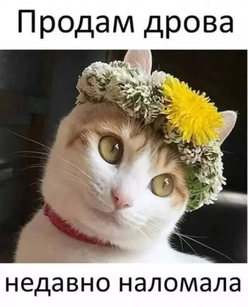 Смешная картинка №647531