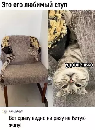 Смешная картинка №689263 коты