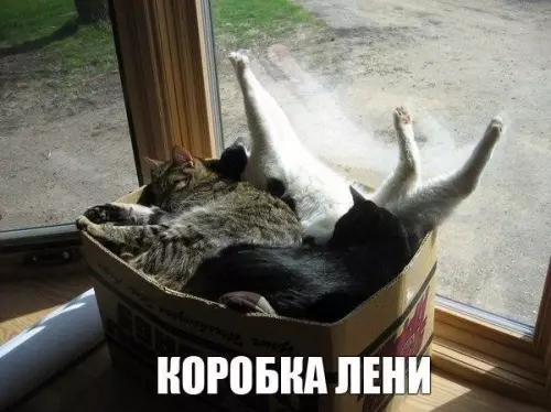 Смешная картинка №173566 кошки