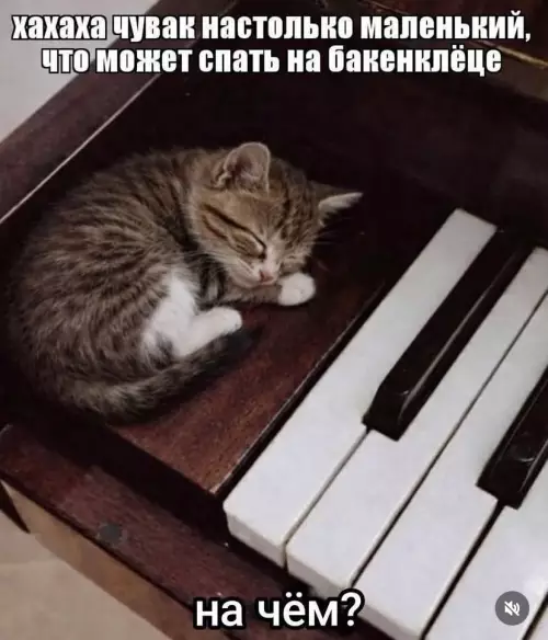 Кот-миниатюра спит на пианино 🎹🐱 - хахаха чувак настолько маленький, что может спать на бакенджо на