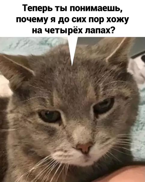 продолжение Смешная картинка №565596