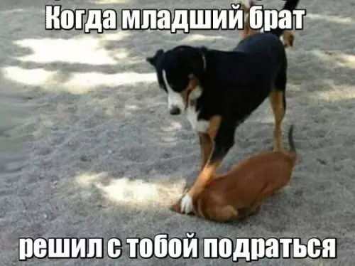 Смешная картинка №217306