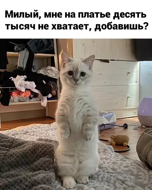 Смешная картинка №571734