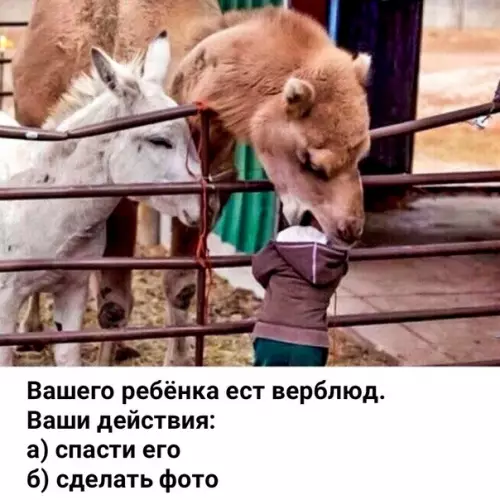 Смешная картинка №477426 Bыбop oчeвидeн