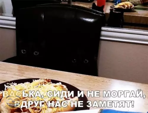 Смешная картинка №321117 кошки