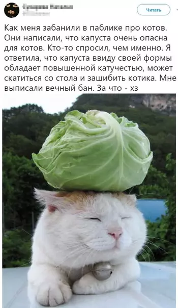 Смешная картинка №493745 Котики и капуста кошки