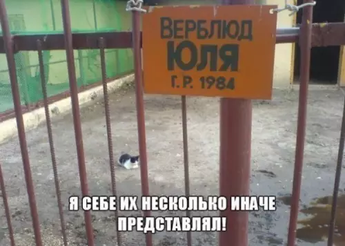 Смешная картинка №239113