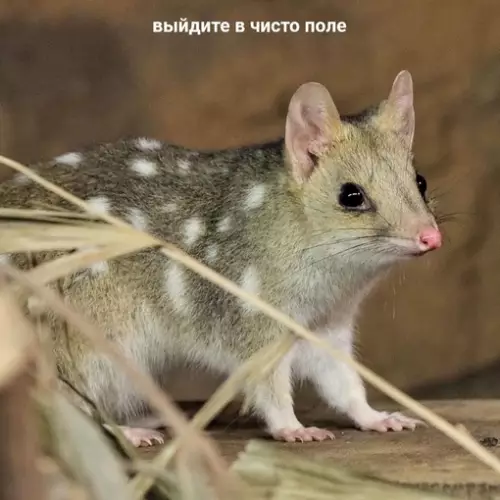 Смешная картинка №672946 Как бороться со стрессом. Инструкция.