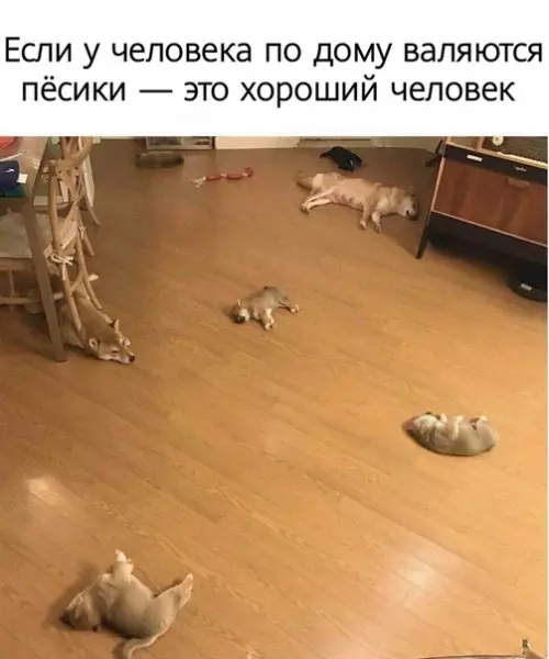 Смешная картинка №529286 Собаки