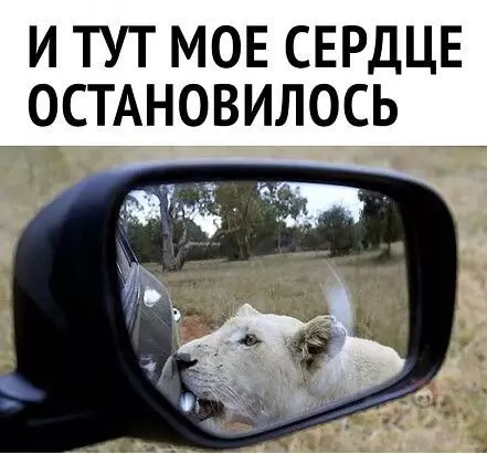 Смешная картинка №516493 "Киса открывает мясные консервы. Смотреть до конца" ?