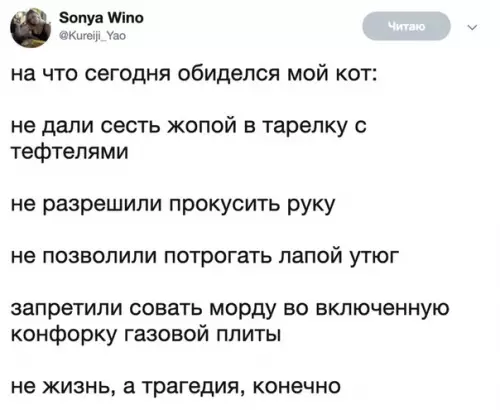 Смешная картинка №364506 ох уж эти пушистые