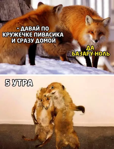 Смешная картинка №555214