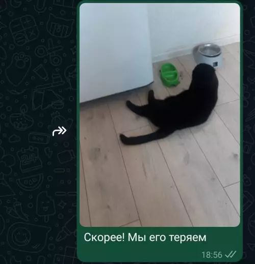 продолжение Смешная картинка №725166