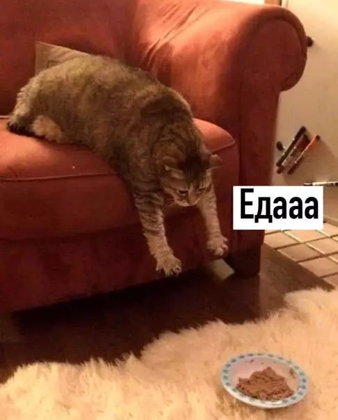 Смешная картинка №495399