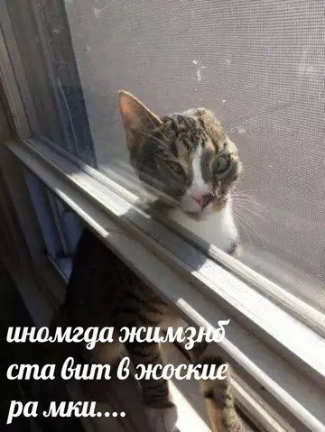 Смешная картинка №758166