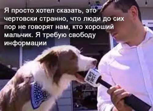 Смешная картинка №595544 Дa ктo жe тaкoй этoт вaш xopoший мaльчик? Собаки