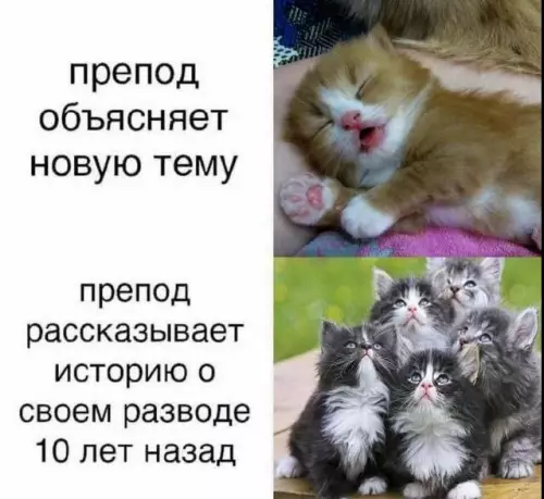 Почему на парах так весело? 🐱 - препод объясняет новую тему препод рассказывает историю о своем разводе
