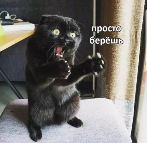 Смешная картинка №293266 — Кот, расскажи, как перестать листать ленту и начать работать?
—