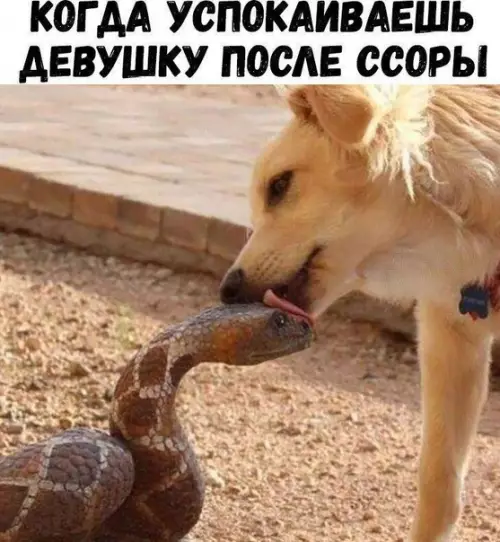 Смешная картинка №529158