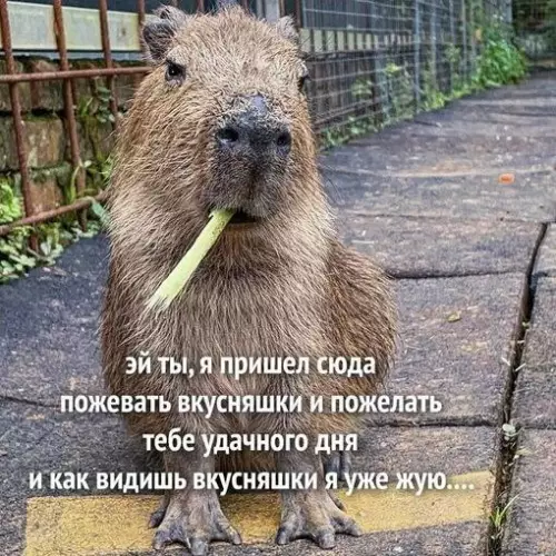 Смешная картинка №679312