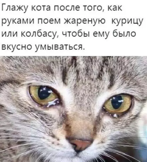 Смешная картинка №457436 Кот тебя проклинает всю жизнь