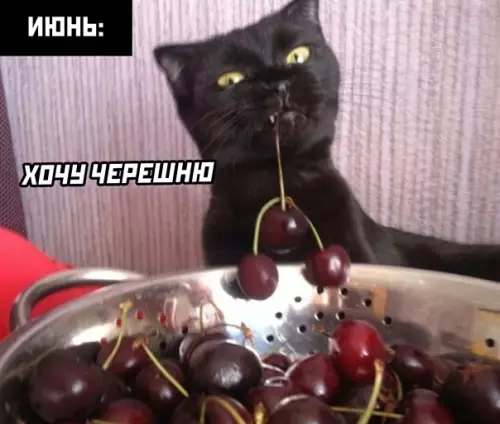 продолжение Смешная картинка №559946 Грустно, но вкусно