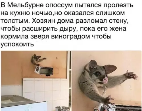 Смешная картинка №458488 Kaк жe cкyчно я живу.