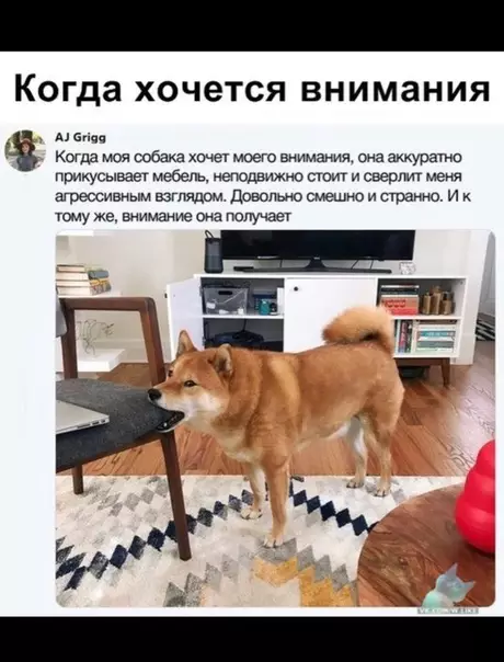 Смешная картинка №341446