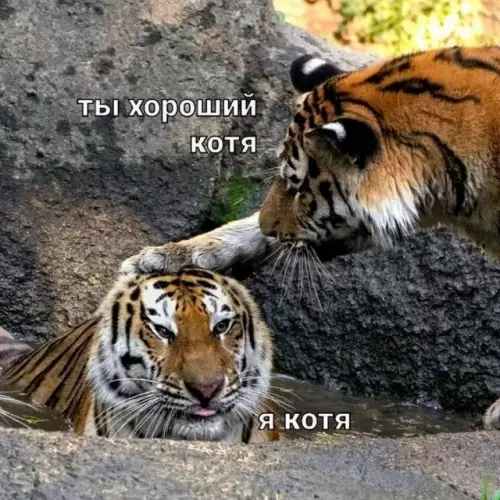 Смешная картинка №788745