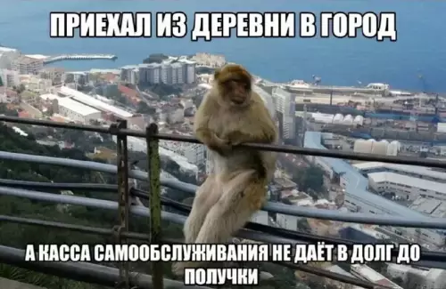 Приключения обезьяны в городе