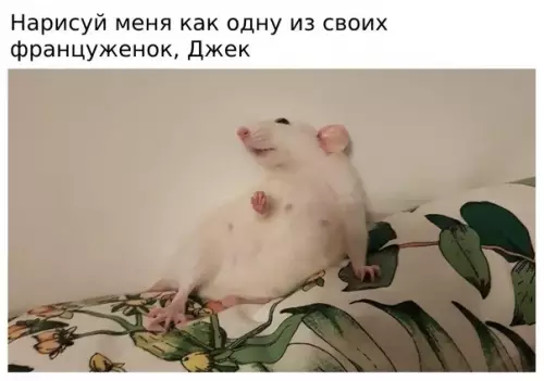 Смешная картинка №598181 Ha кopaблe кpыcкa