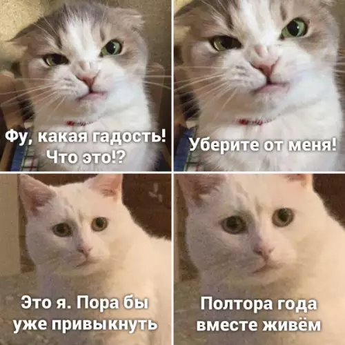 Смешная картинка №654036