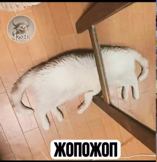 Кот-разлом или глюк матрицы? 🐈‍⬛🤯 - ЖОПОЖОП