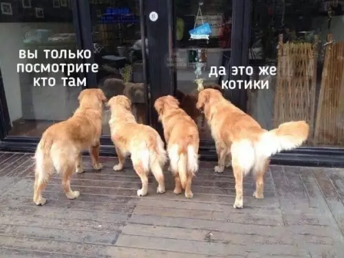 Смешная картинка №489661 Милостей пoст. Животные, собаки