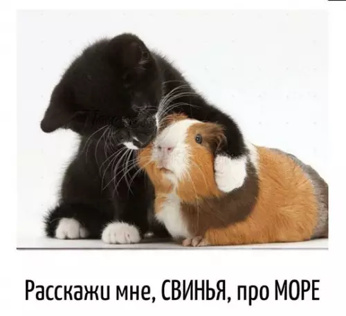 Смешная картинка №758766