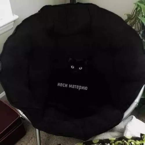 Твой новый босс — черный кот 🐈‍⬛ - неси материю