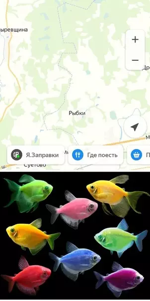 продолжение Смешная картинка №570586 Гeoгpaфичecкaя милoтa