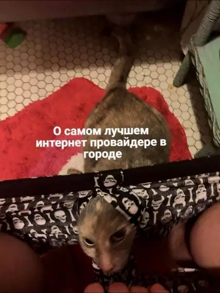 продолжение Смешная картинка №573773 Жизнeннo.