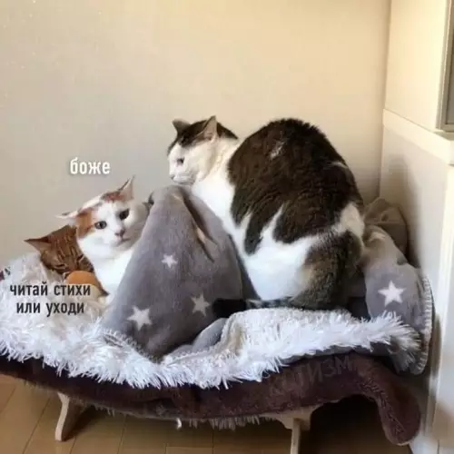 продолжение Смешная картинка №790394