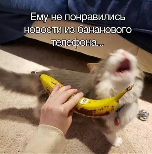 Смешная картинка №726246 коты