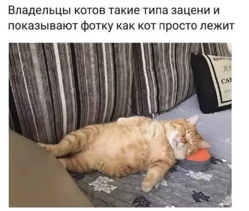 Смешная картинка №691475 коты