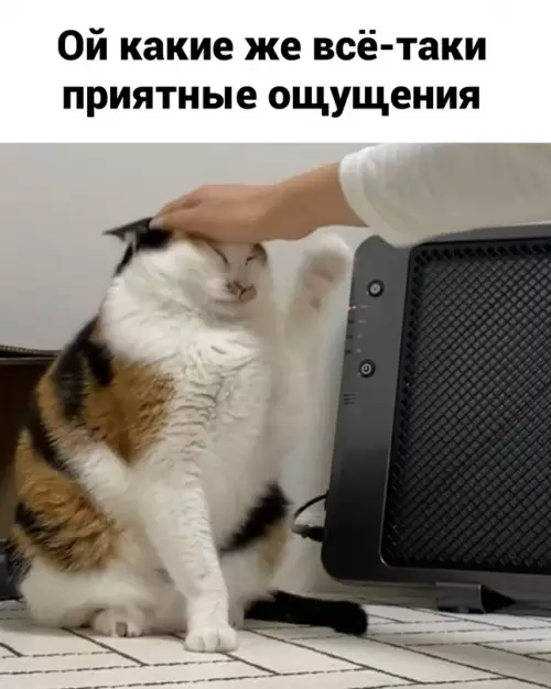 Смешная картинка №656368 Коты