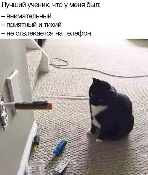Смешная картинка №688899 Коты 