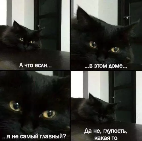 Смешная картинка №182710 коты